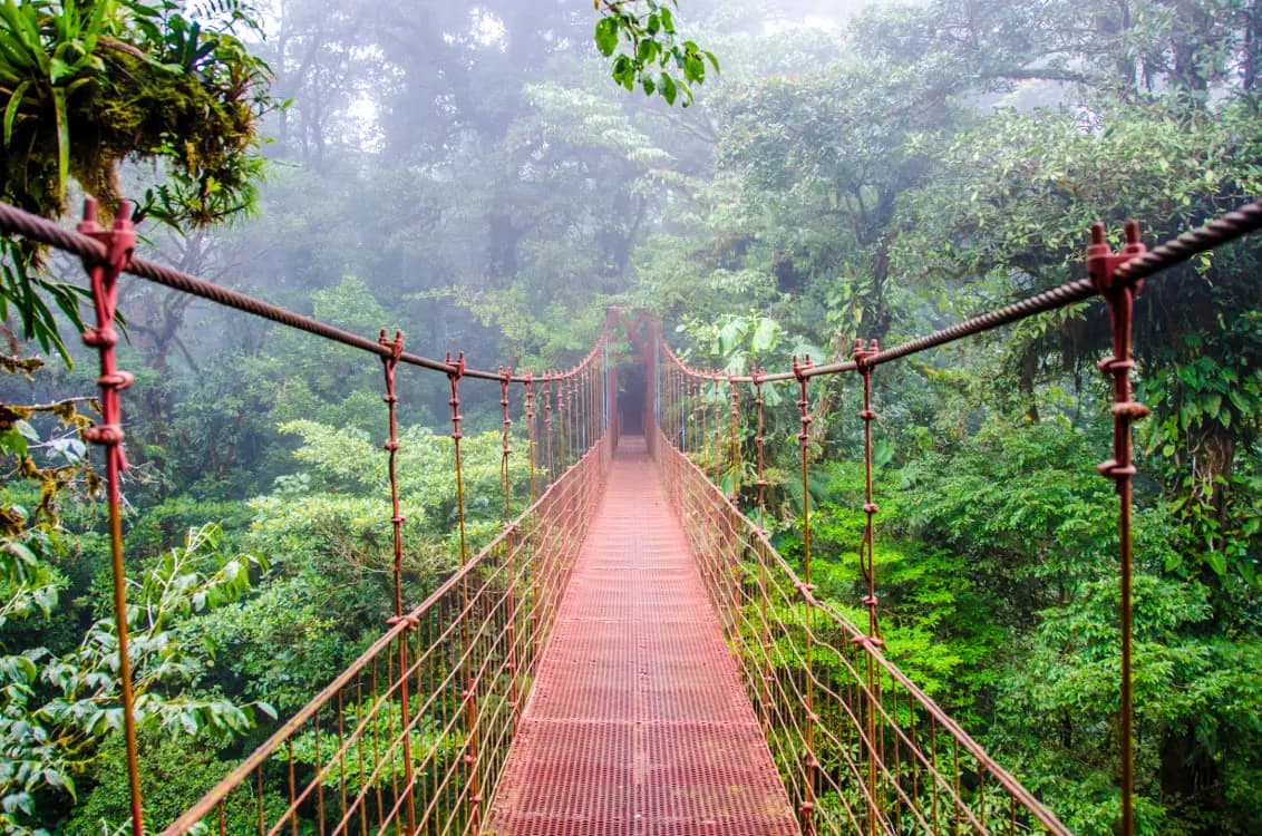 A red hanging bridge leading into misty cloud forest