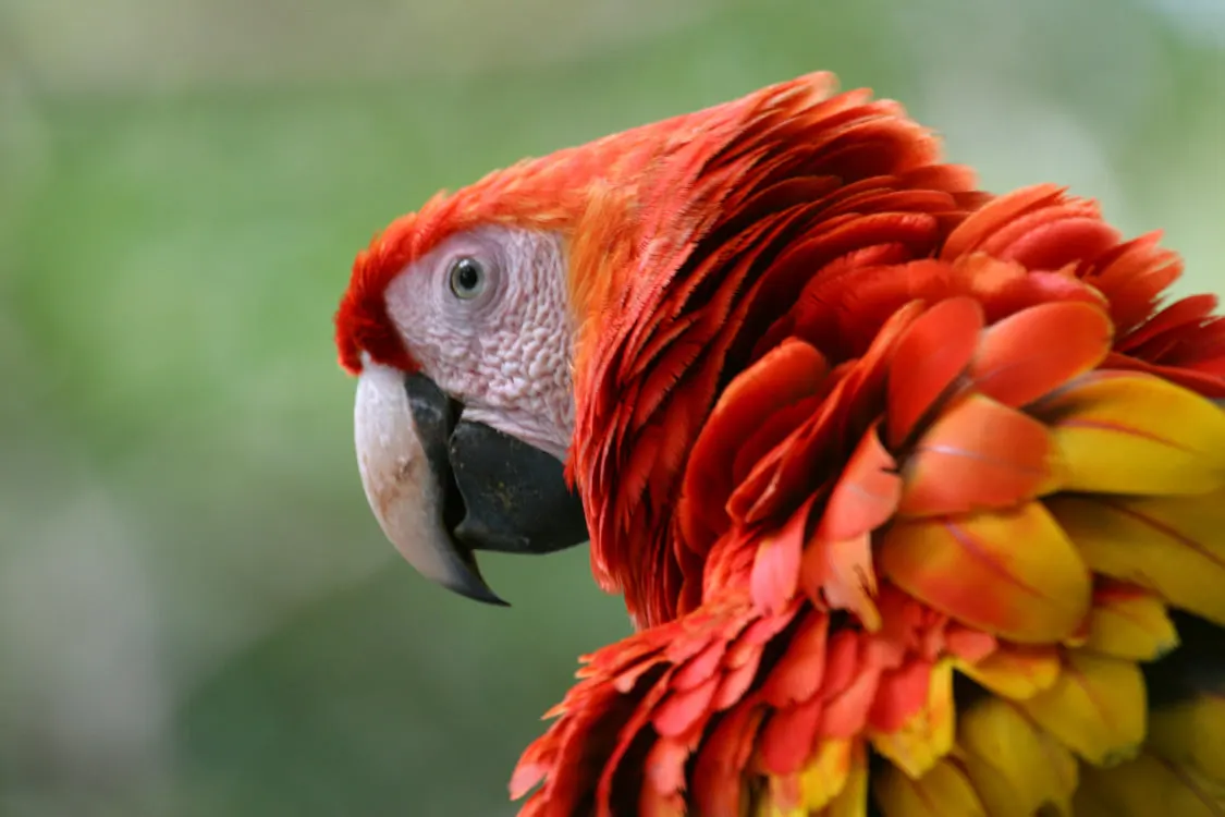 A scarlet macaw with red and yellow feathers