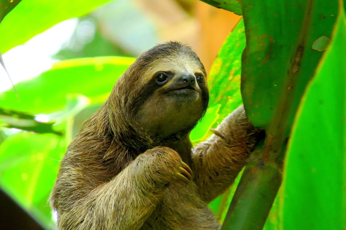 A three-toed sloth holding onto a tree among green leaves