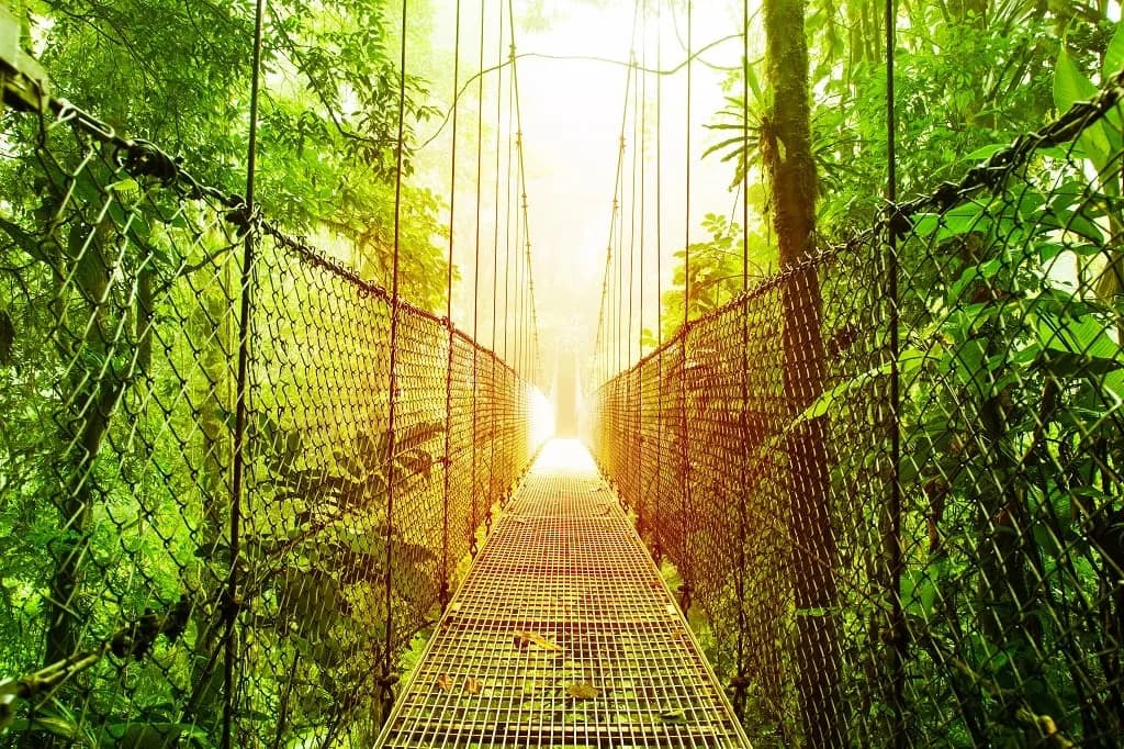A hanging bridge through rainforest with sunlight at the far end