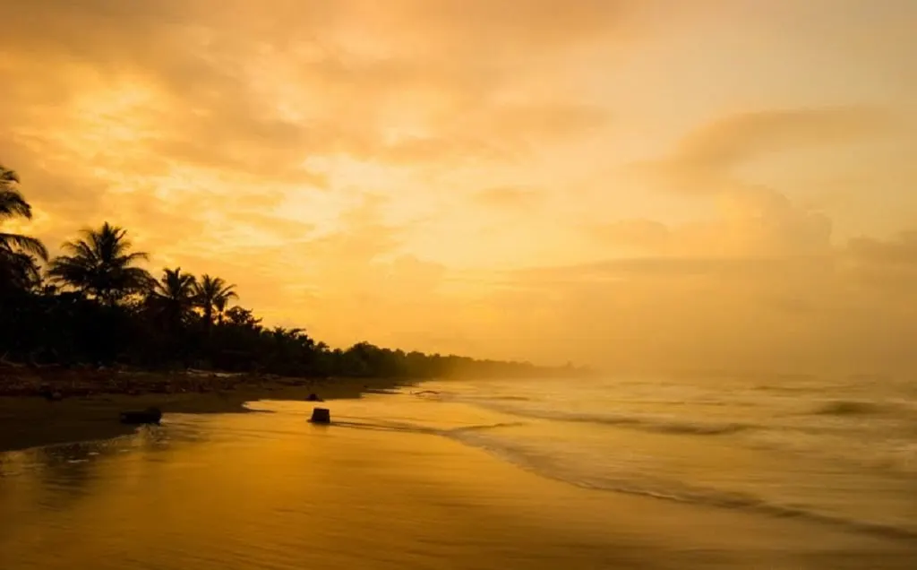 Palms along a beach glowing gold at sunset