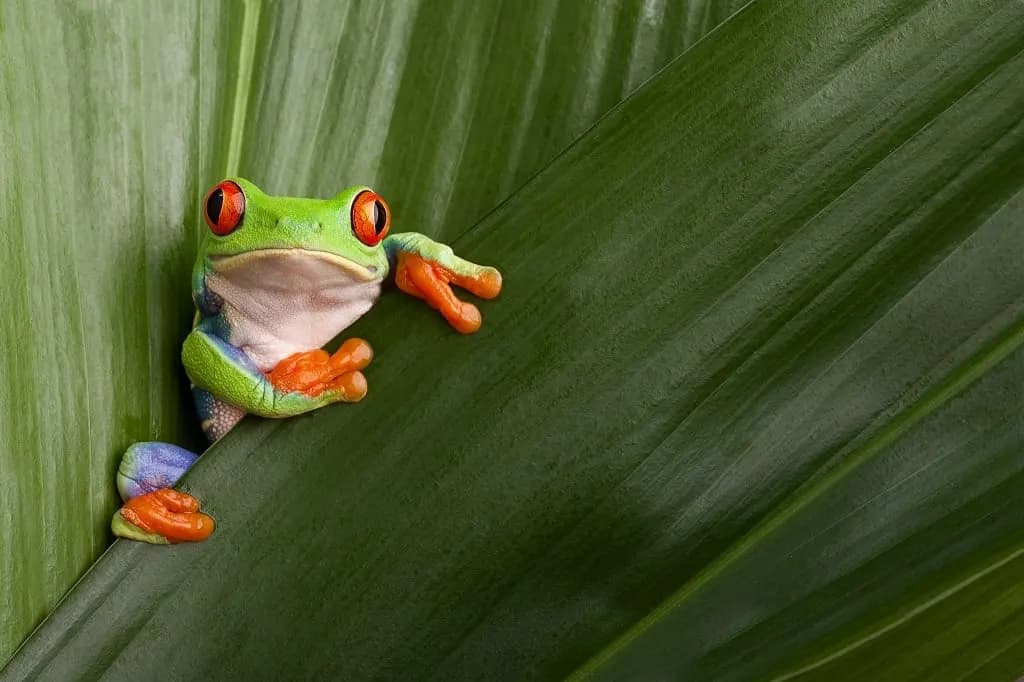 A red-eyed tree frog clinging to a broad green leaf