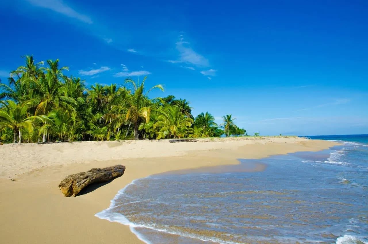 A palm-lined beach with driftwood and clear blue water under a bright sky