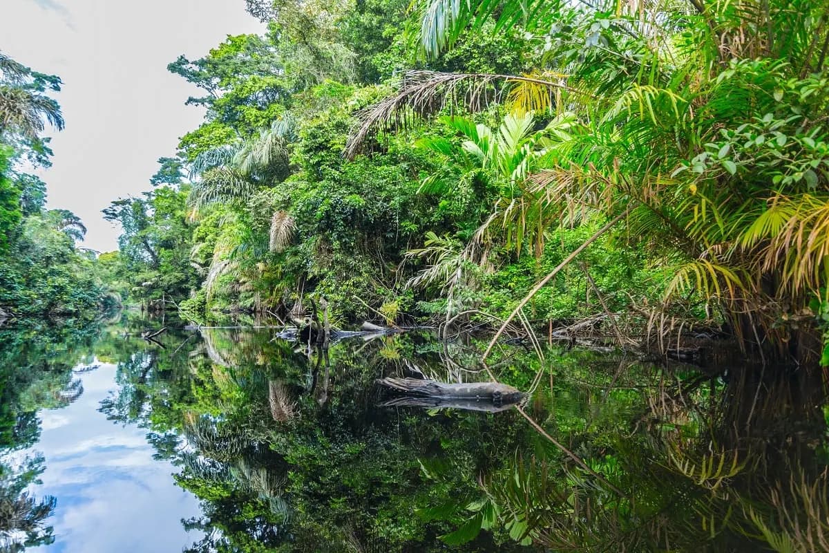 A still jungle canal reflecting palms and dense rainforest