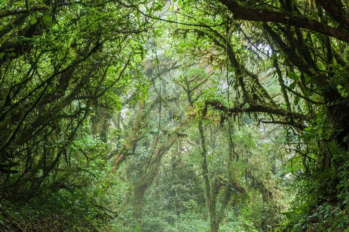 Moss-covered trees in a misty green cloud forest