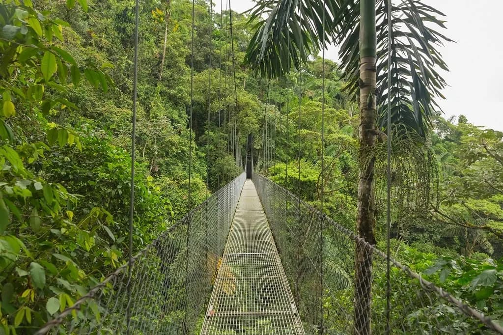 A suspension bridge leading into dense rainforest