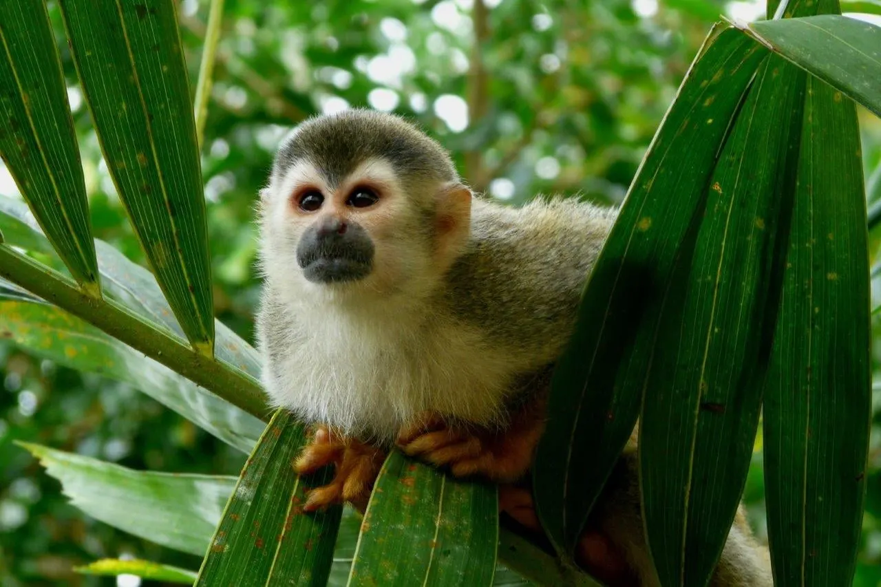 A squirrel monkey sitting among green palm fronds