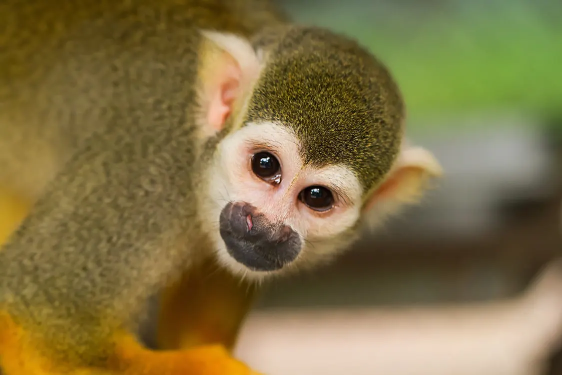 A squirrel monkey with a white face and golden fur