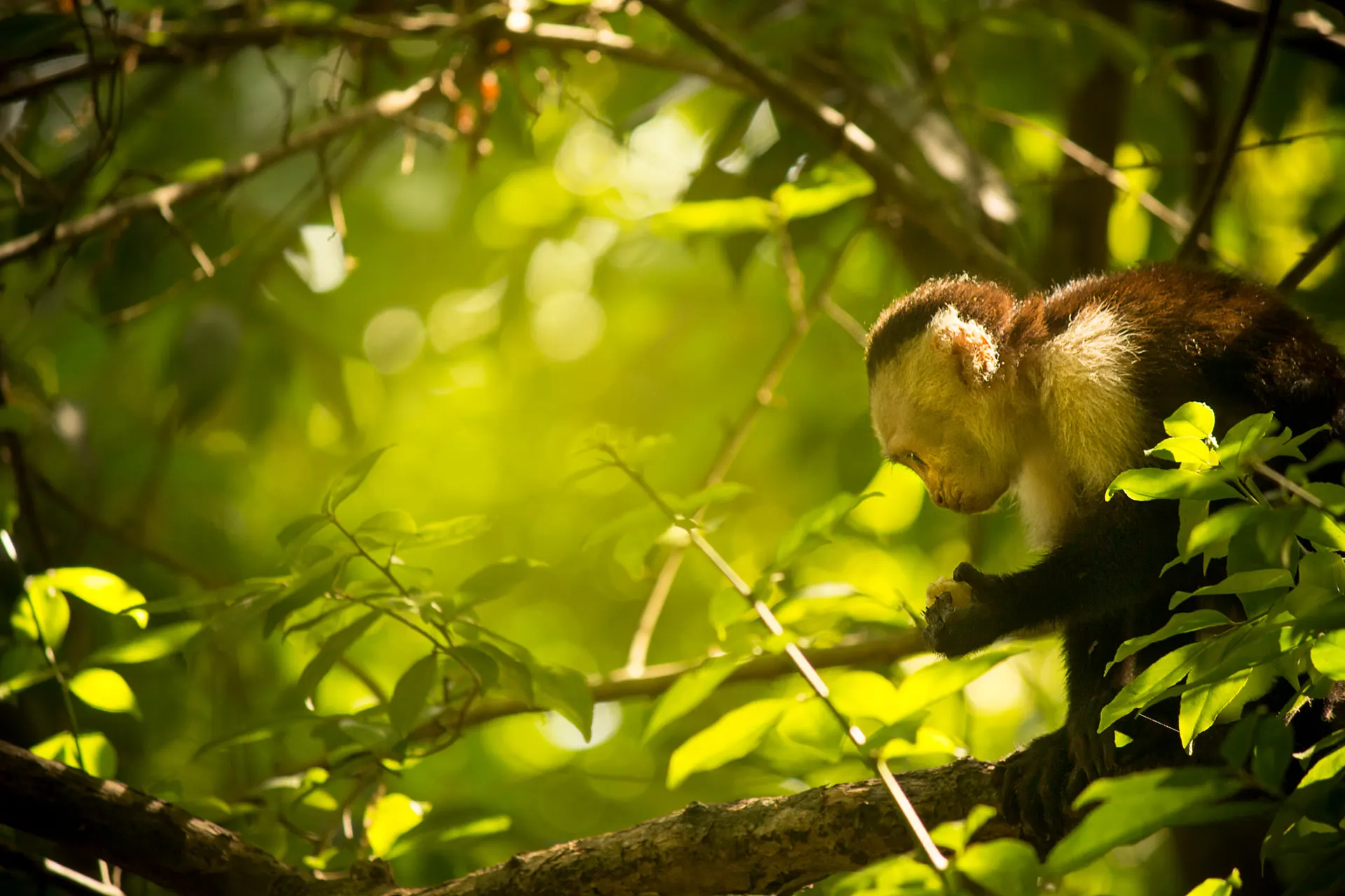 A white-faced capuchin monkey among sunlit leaves
