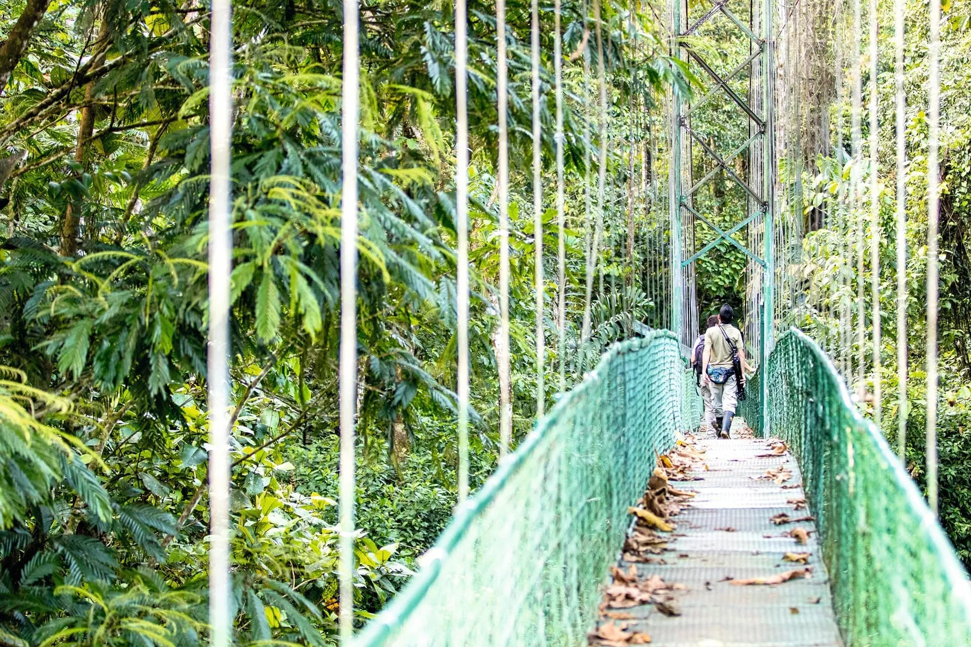 A walker crossing a green hanging bridge through tall forest