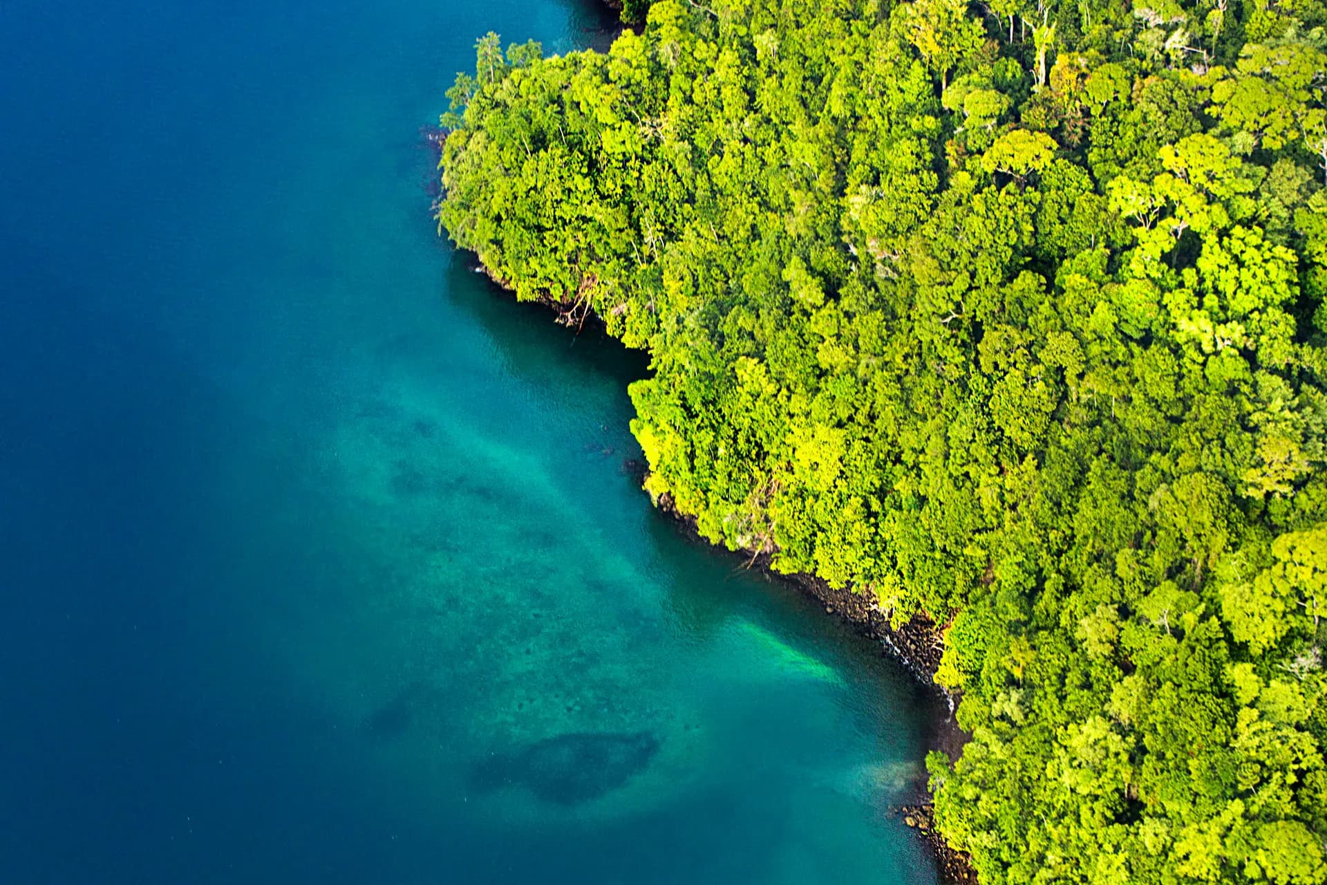 Turquoise Pacific water meeting a forested headland, seen from above