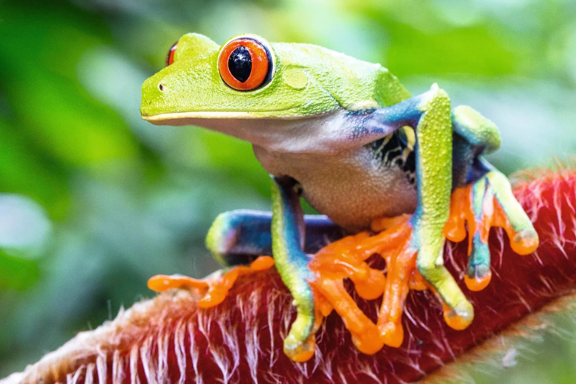 A red-eyed tree frog with orange feet perched on a red flower