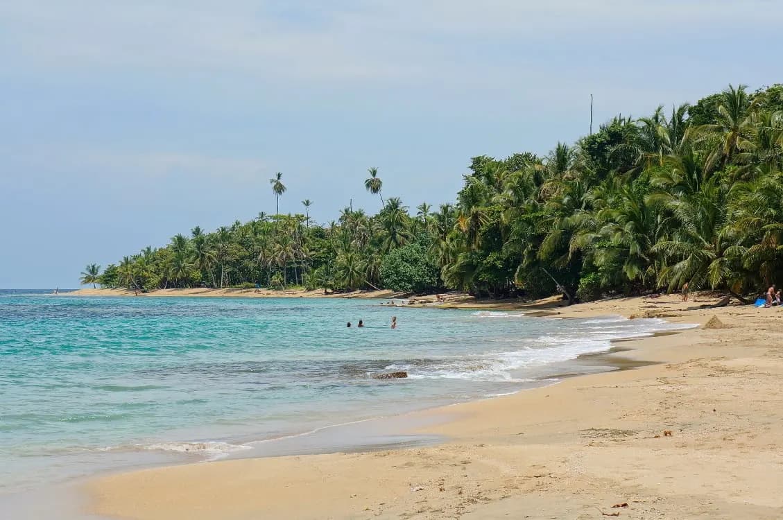 A palm-fringed Caribbean beach with clear turquoise water