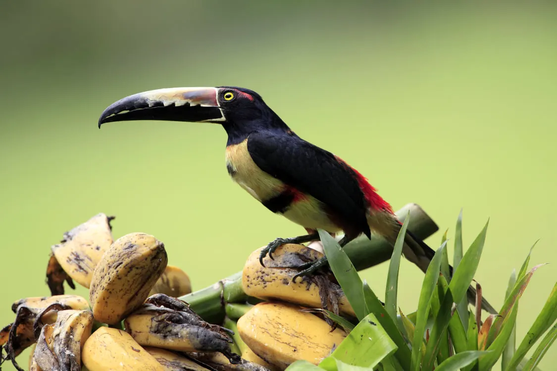 A collared aracari perched on a bunch of bananas