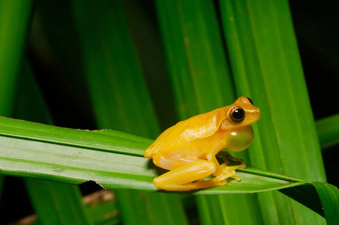 A small golden tree frog sitting on a green leaf