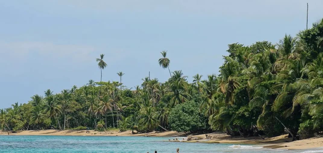 Coconut palms lining a sandy shore on the Caribbean coast