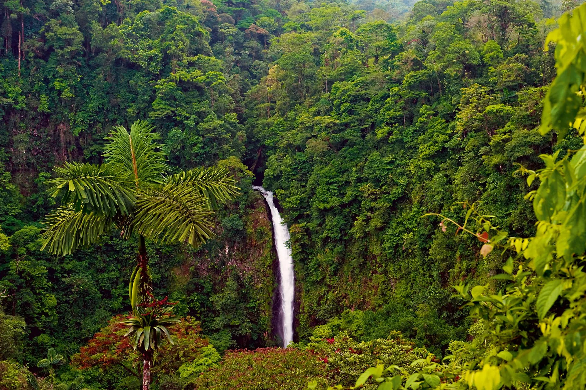 A slender waterfall falling down a forested canyon wall