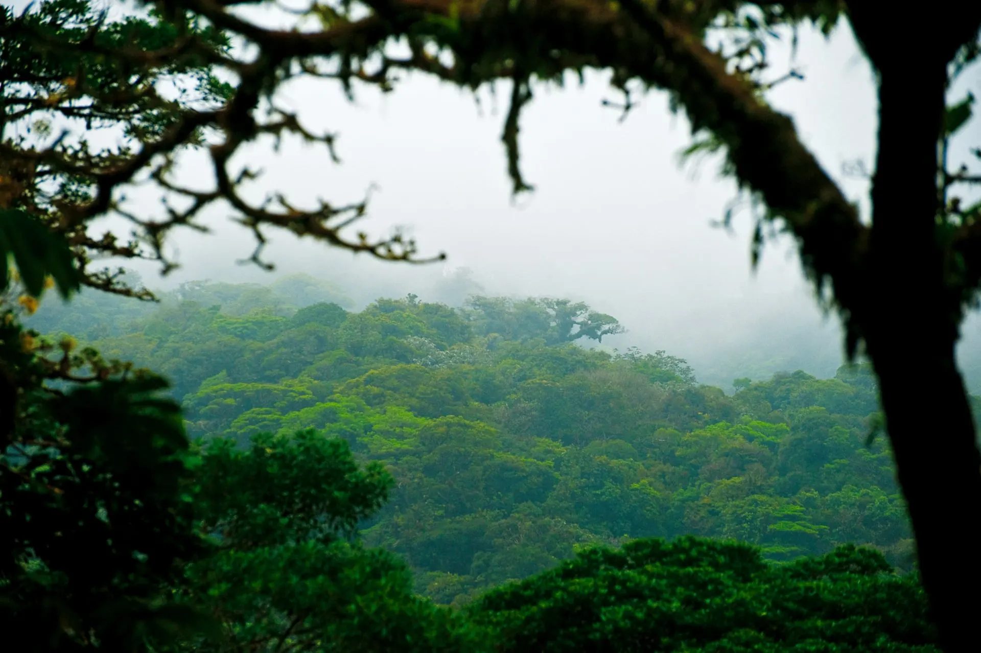 Cloud drifting over forested hills, framed by mossy branches