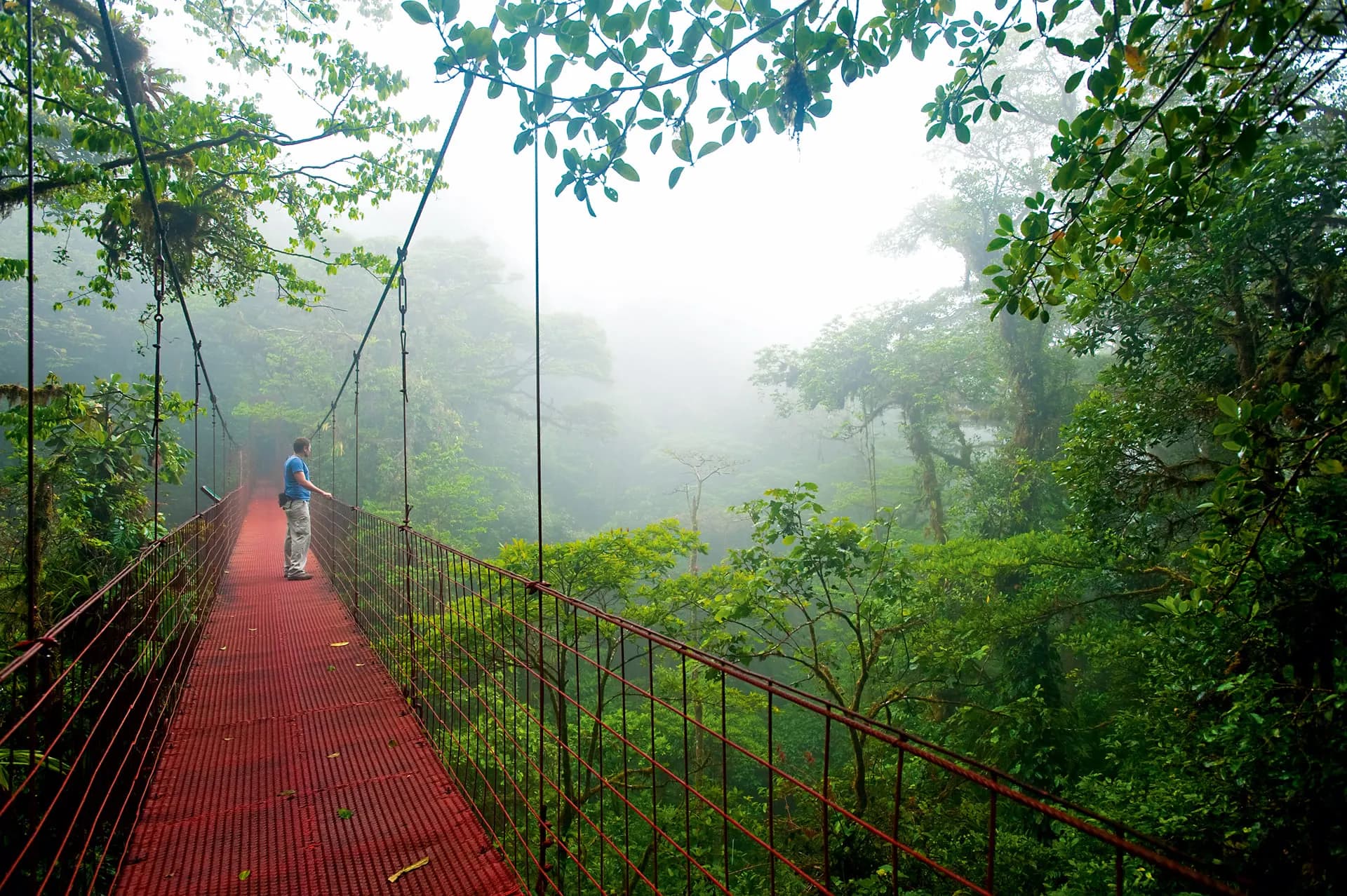 A red hanging bridge leading into misty forest