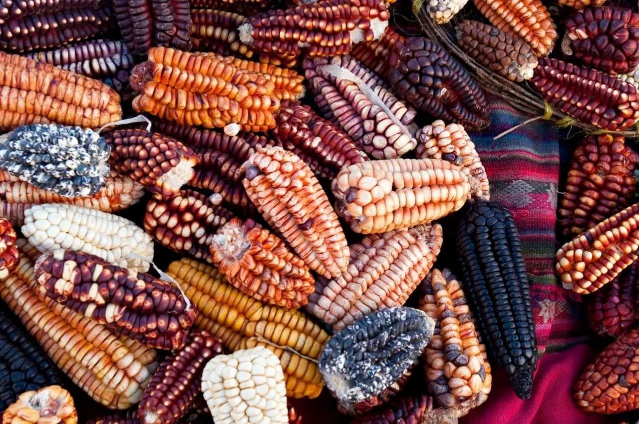Many-coloured Andean corn cobs on a woven cloth