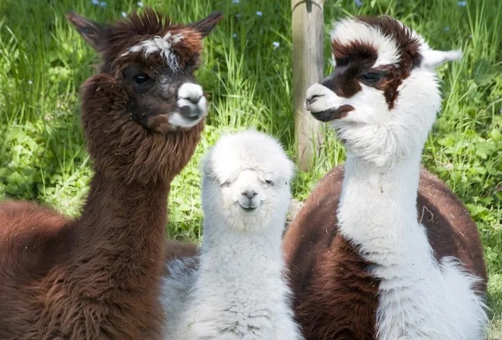 Three alpacas, brown and white, standing in green grass