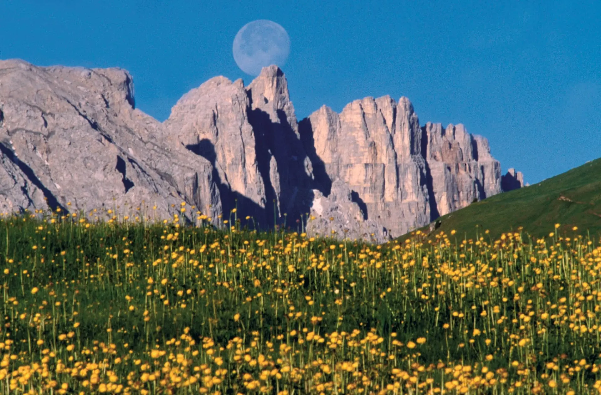 A full moon above pale Dolomite cliffs and a meadow of yellow wildflowers