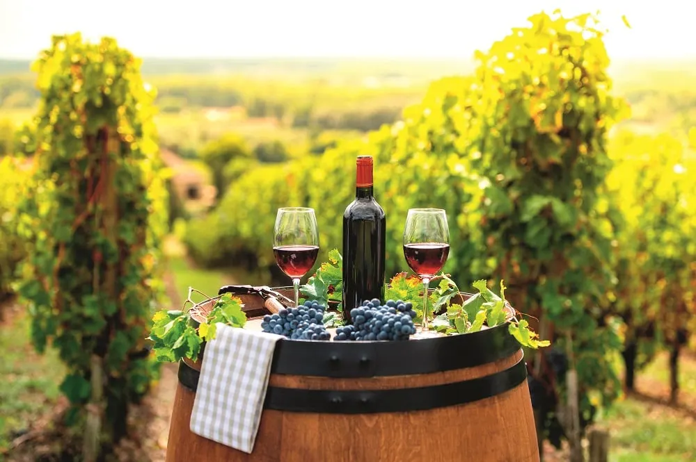A bottle and two glasses of red wine on a barrel among the vines