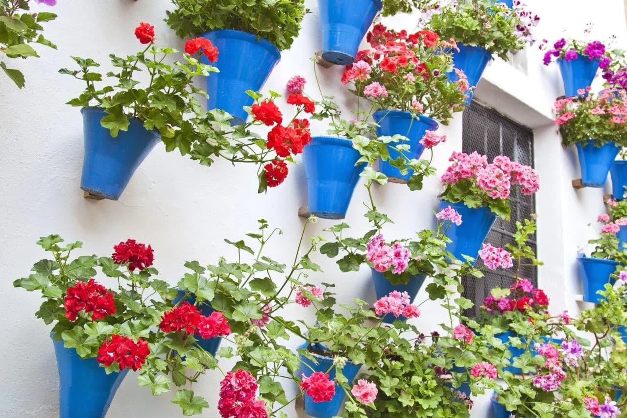 Blue flowerpots with red geraniums on a whitewashed patio wall