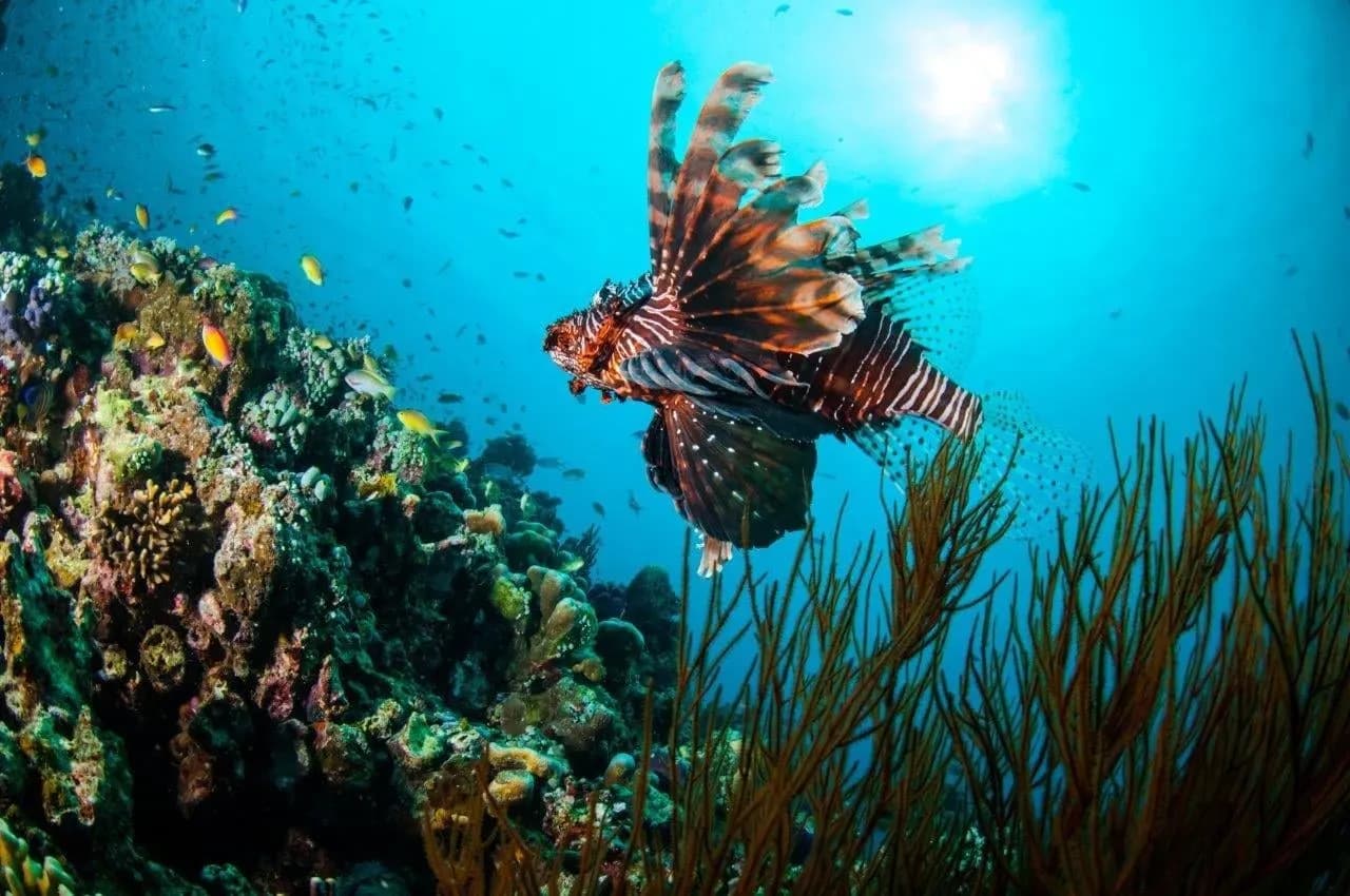 A lionfish swimming above a coral reef in sunlit water