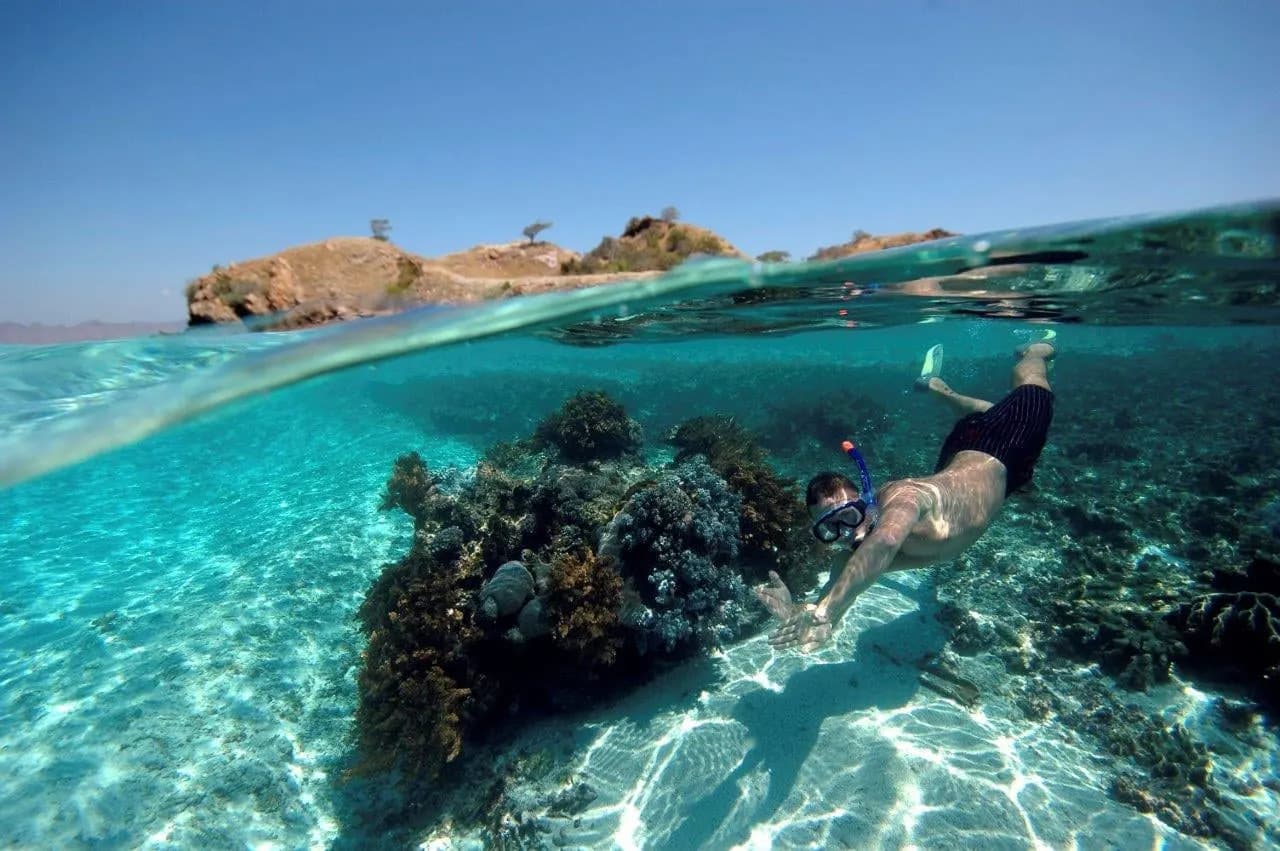 A snorkeller diving down beside a coral head in shallow water