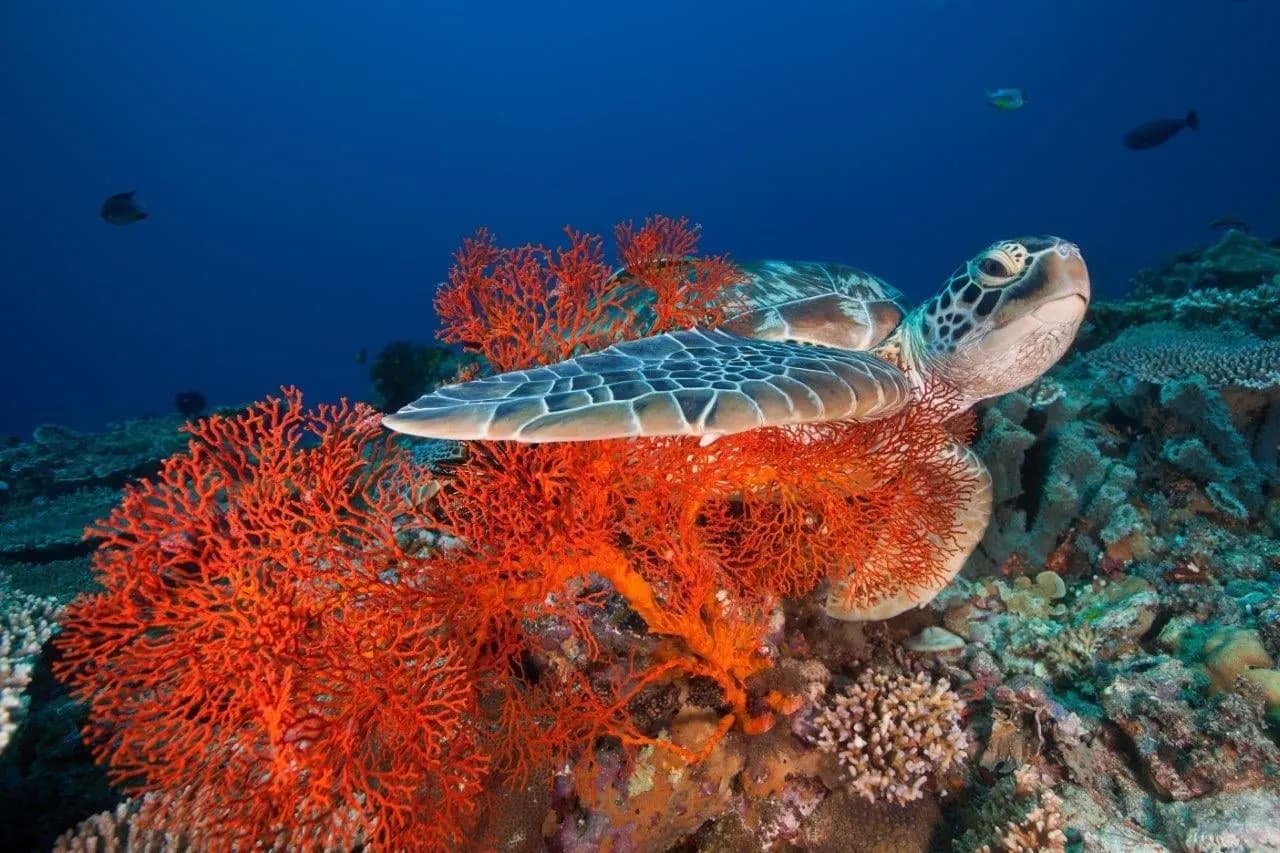 Coral restoration and the Blue Lagoon