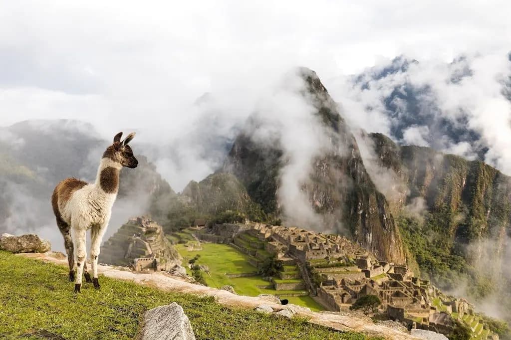 A llama on a grassy ledge above Machu Picchu with cloud on the peaks