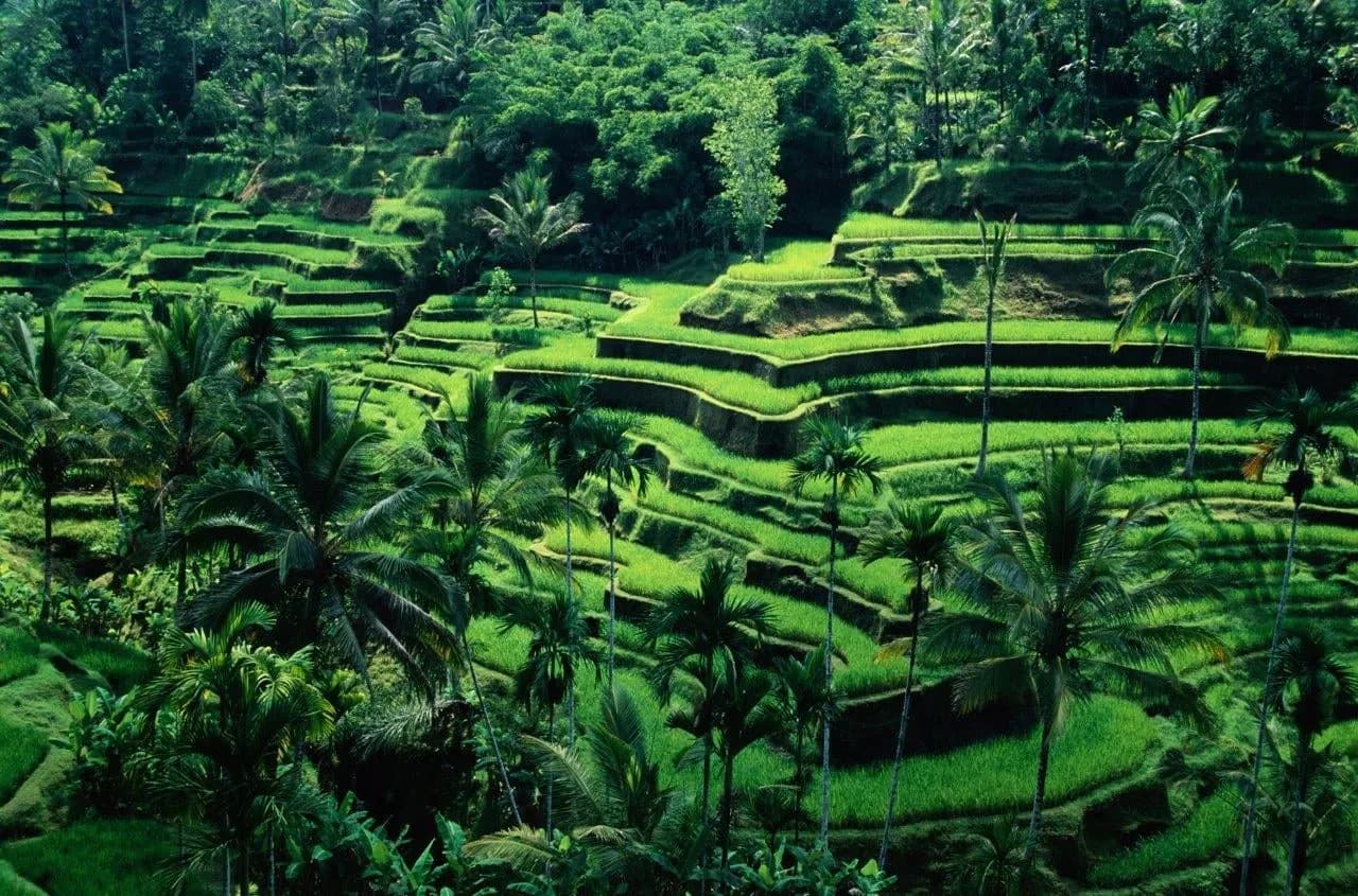 Terraced rice fields among palm trees in the hills near Ubud