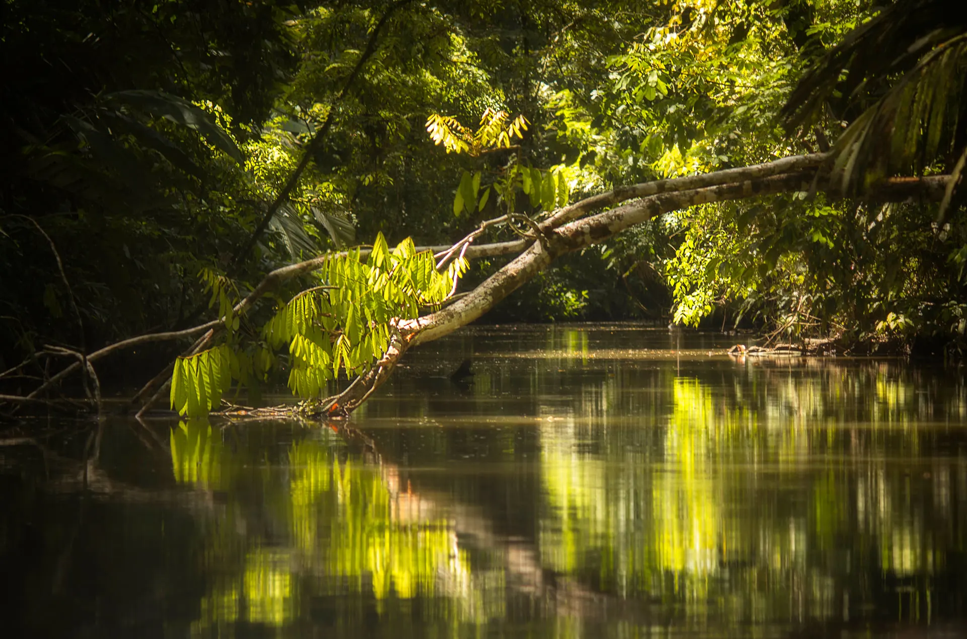 Green rainforest reflected in a still jungle river
