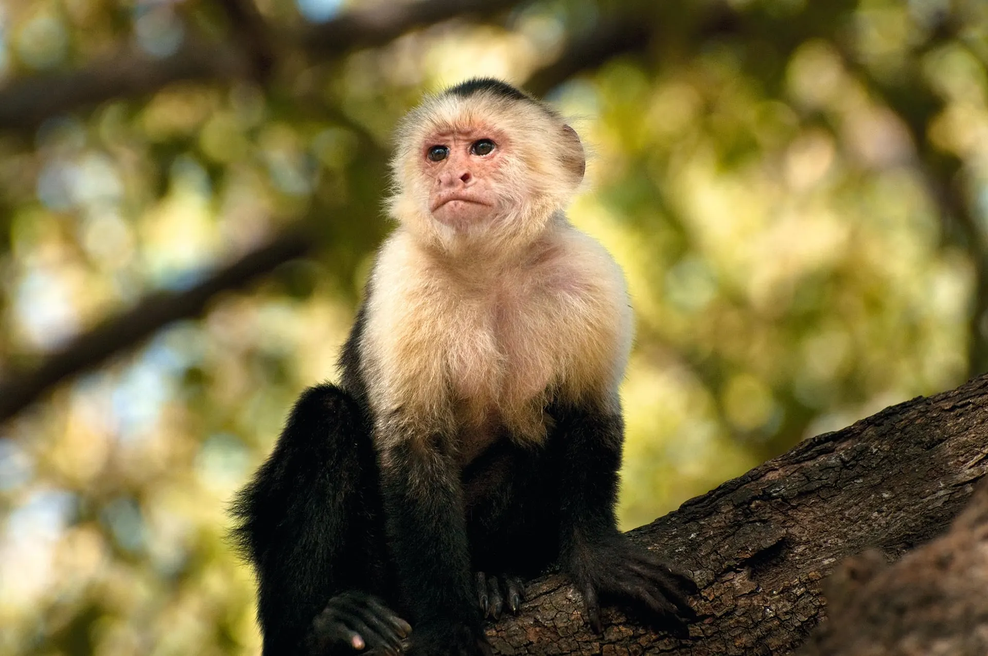 Manuel Antonio National Park
