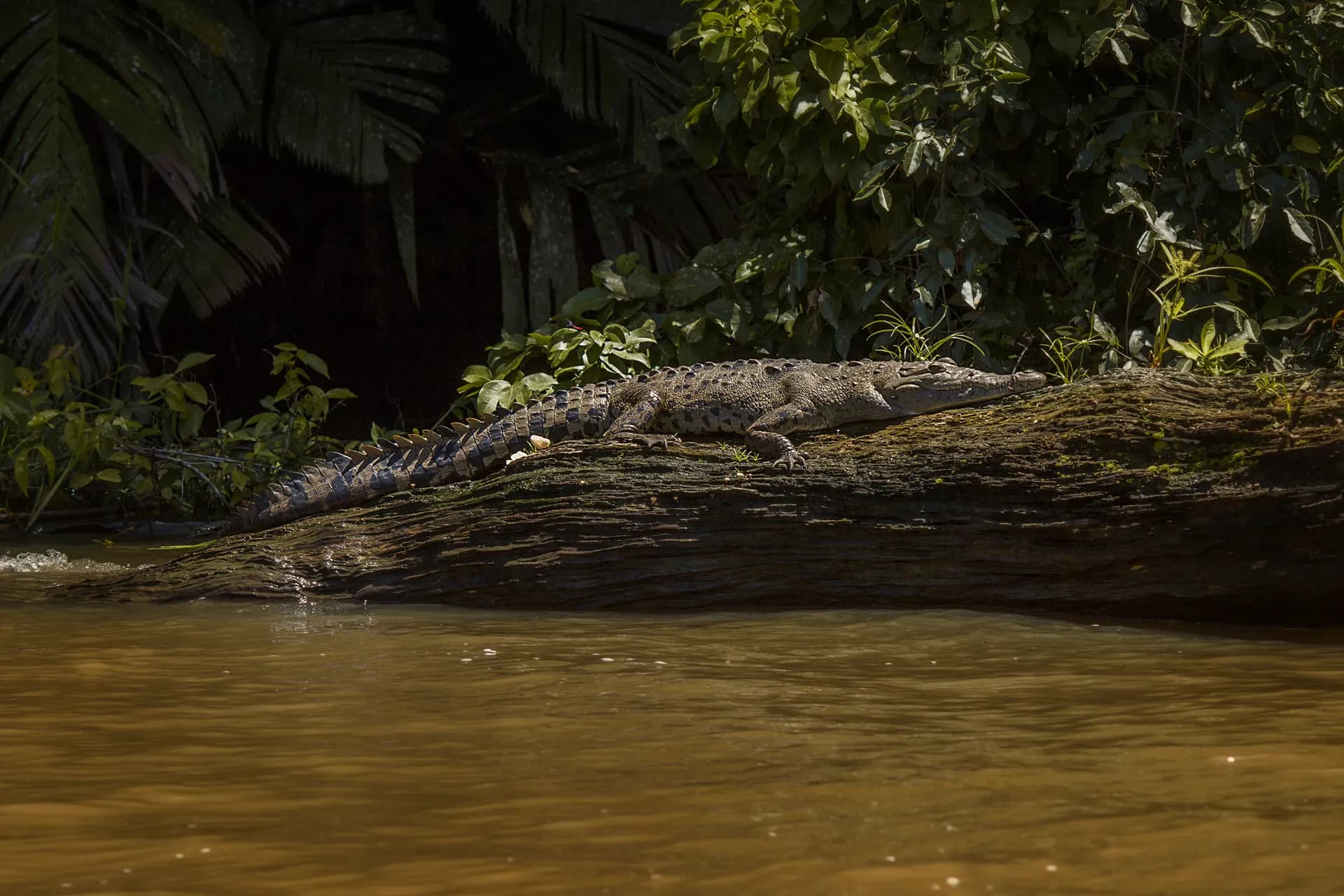 Tortuguero National Park