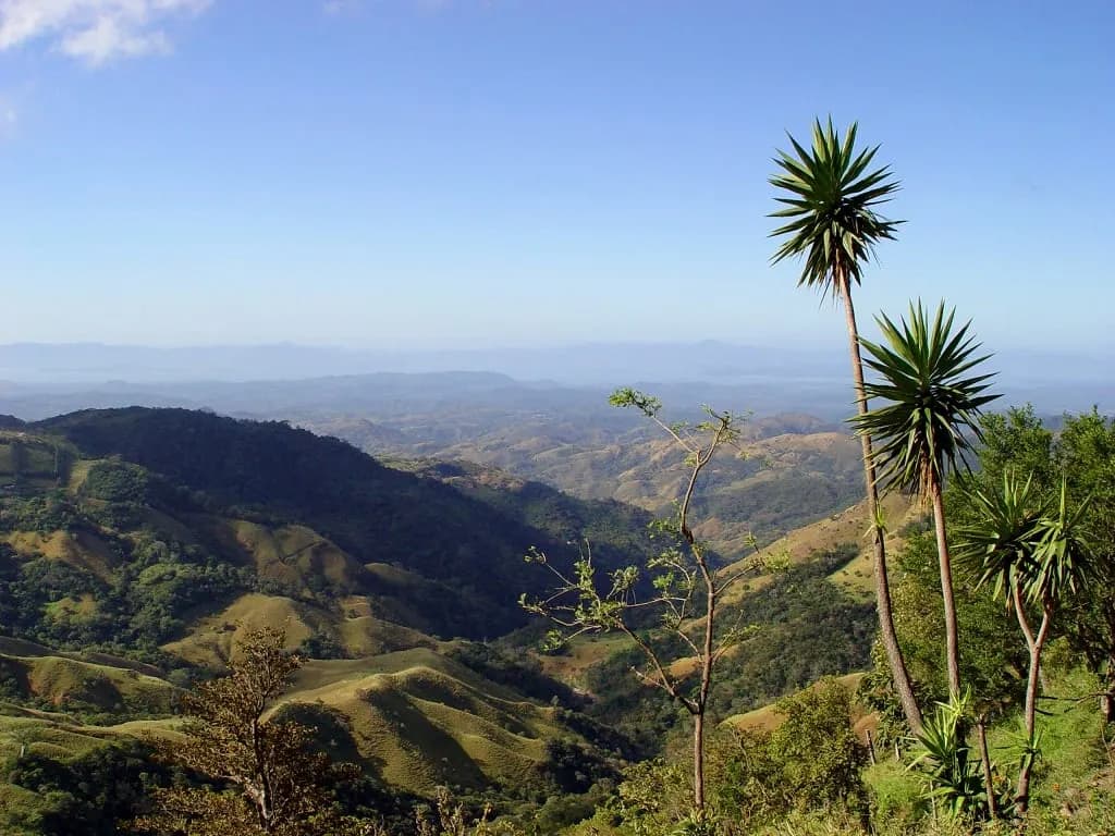 Palm trees above folded green hills and valleys