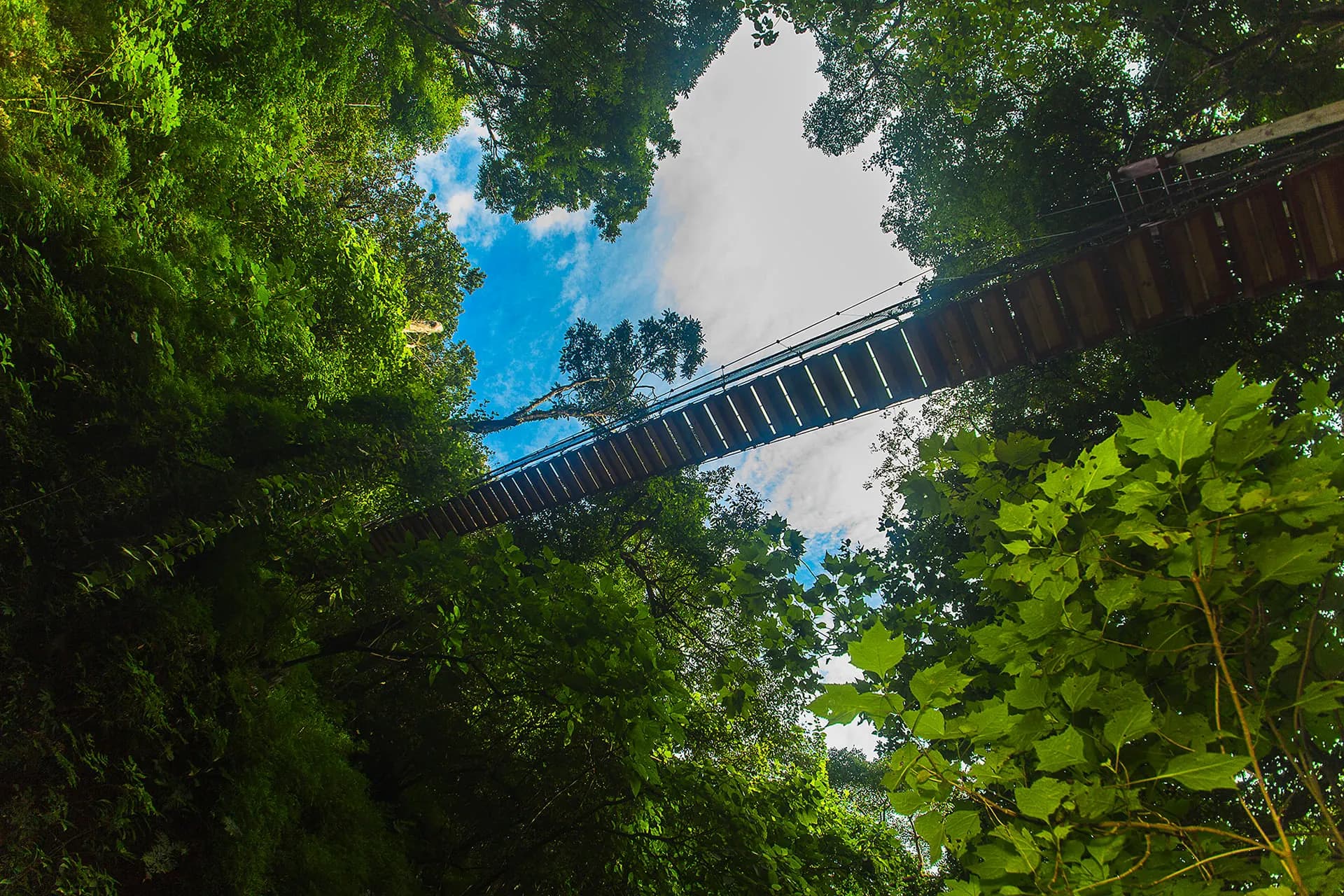 A hanging bridge high in the forest canopy, seen from below