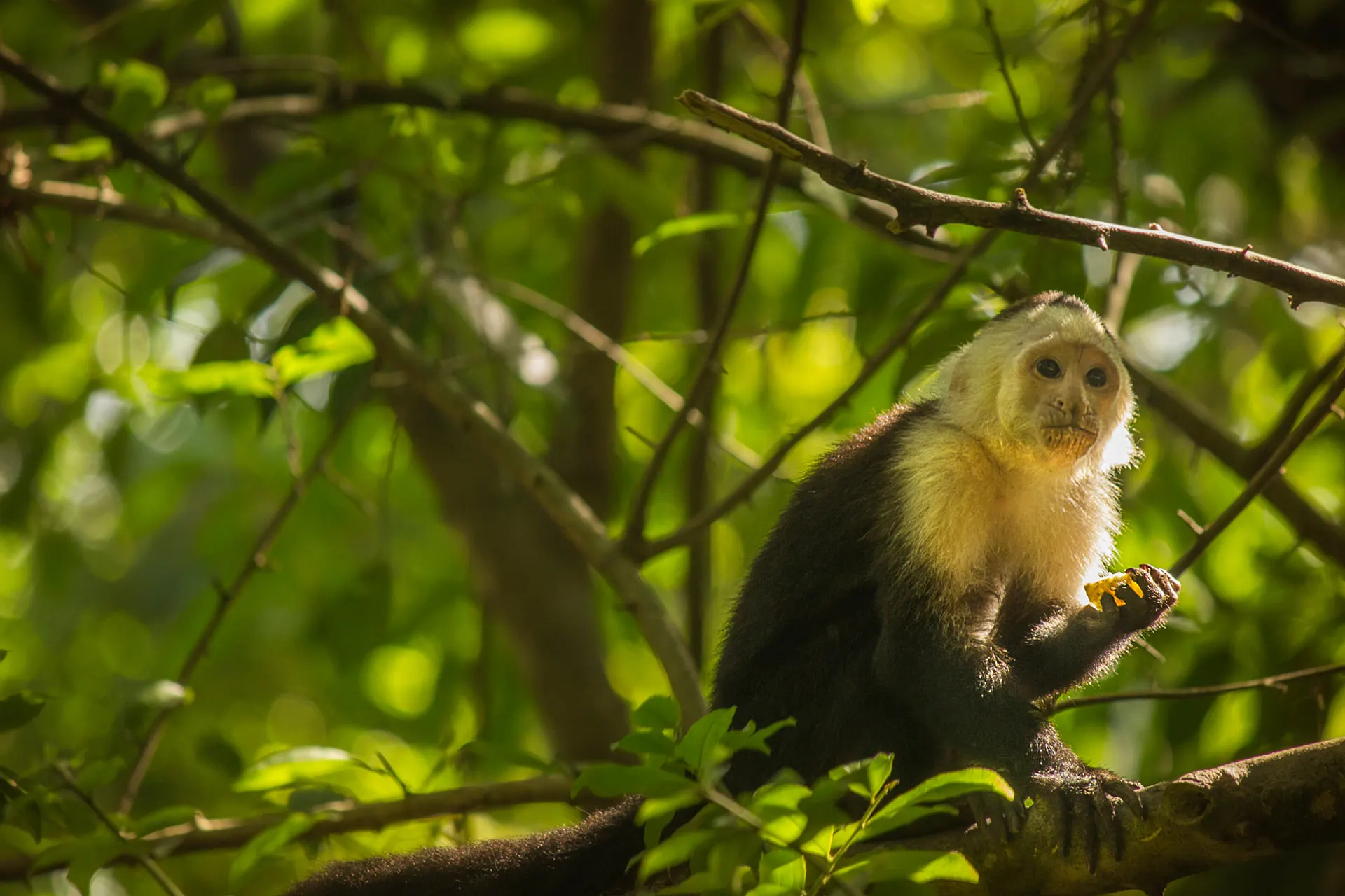 A white-faced capuchin monkey sitting among green branches