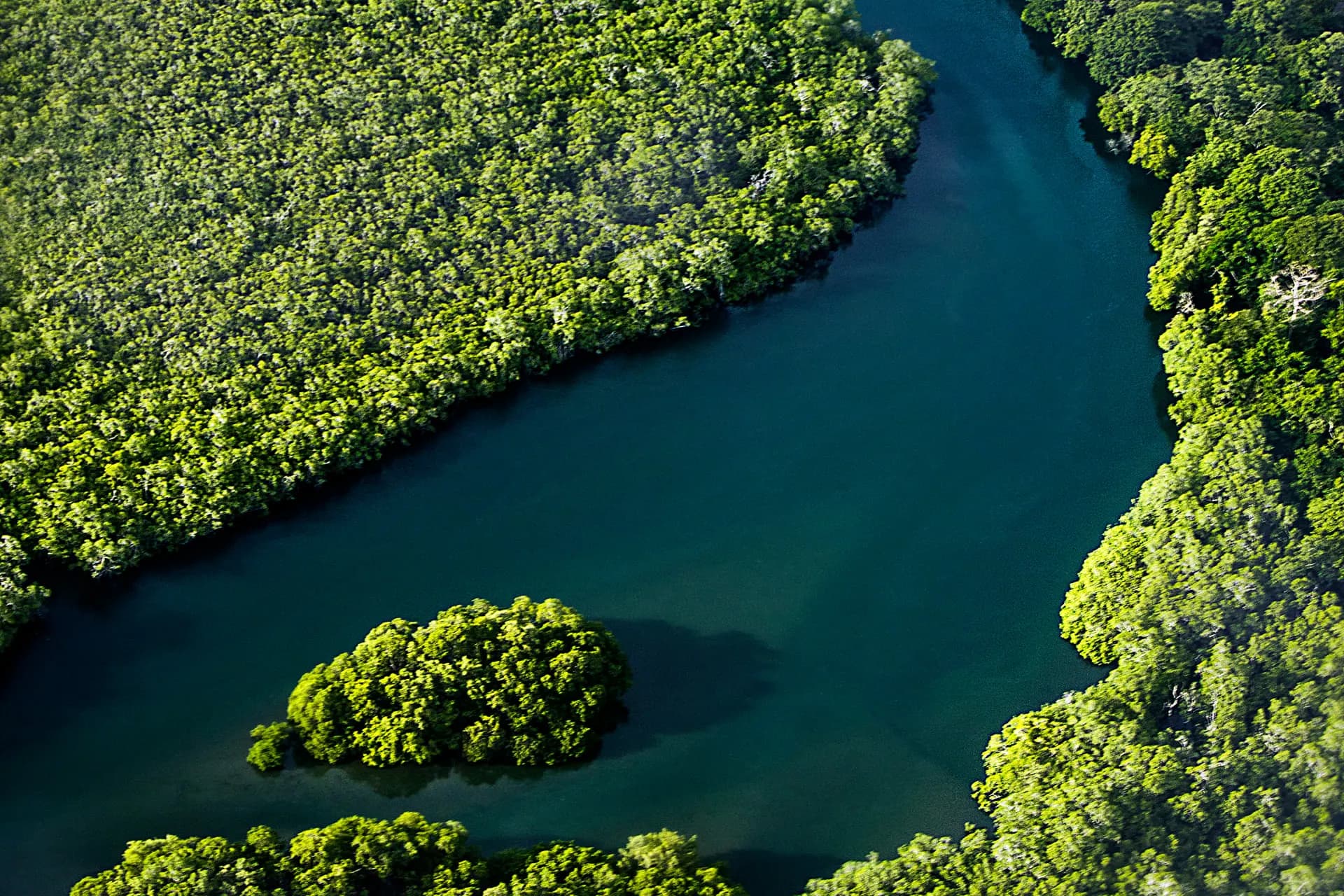 A blue river curving between thick green mangrove forest, seen from above