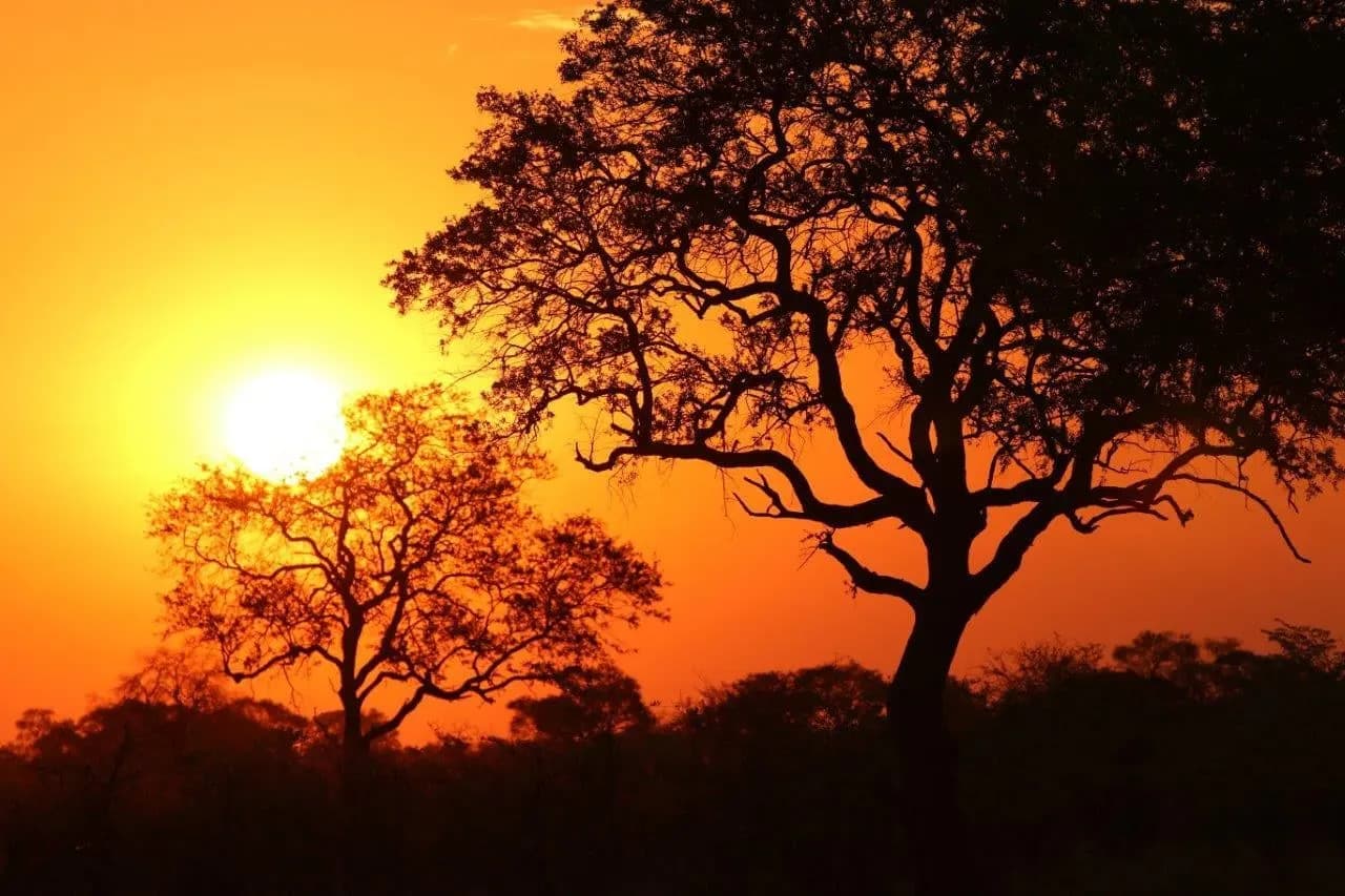 Acacia trees silhouetted against an orange African sunset