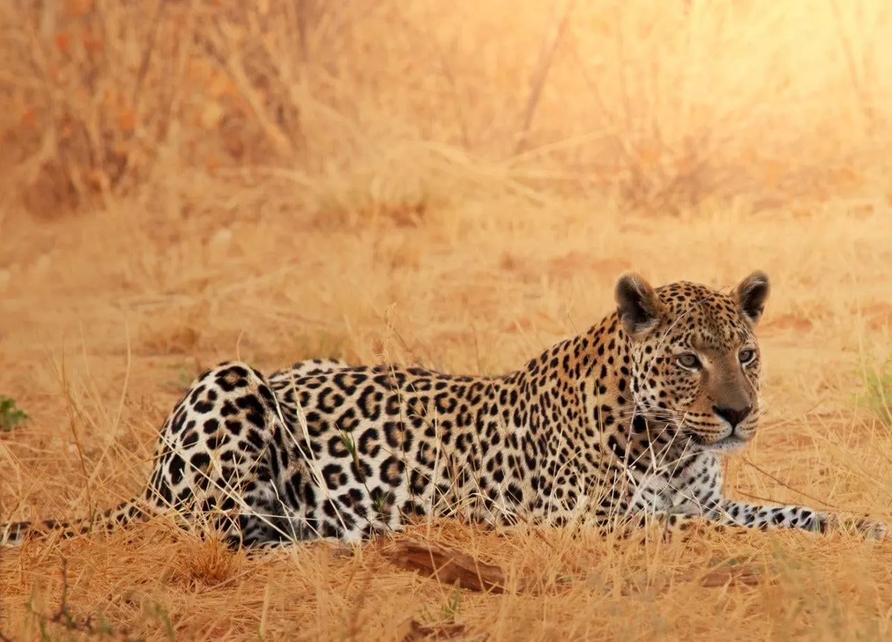 A leopard lying in dry golden grass