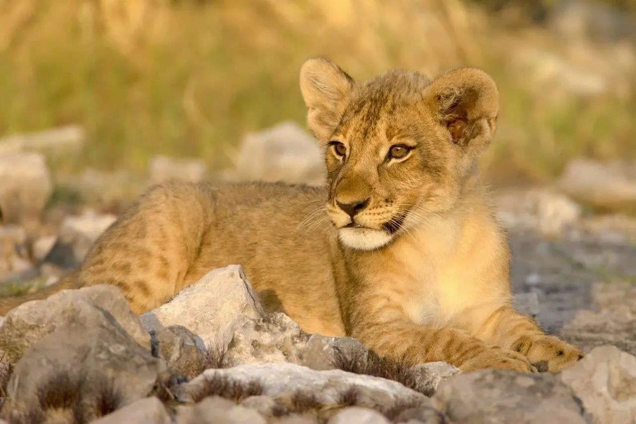 A young lion cub resting on rocks