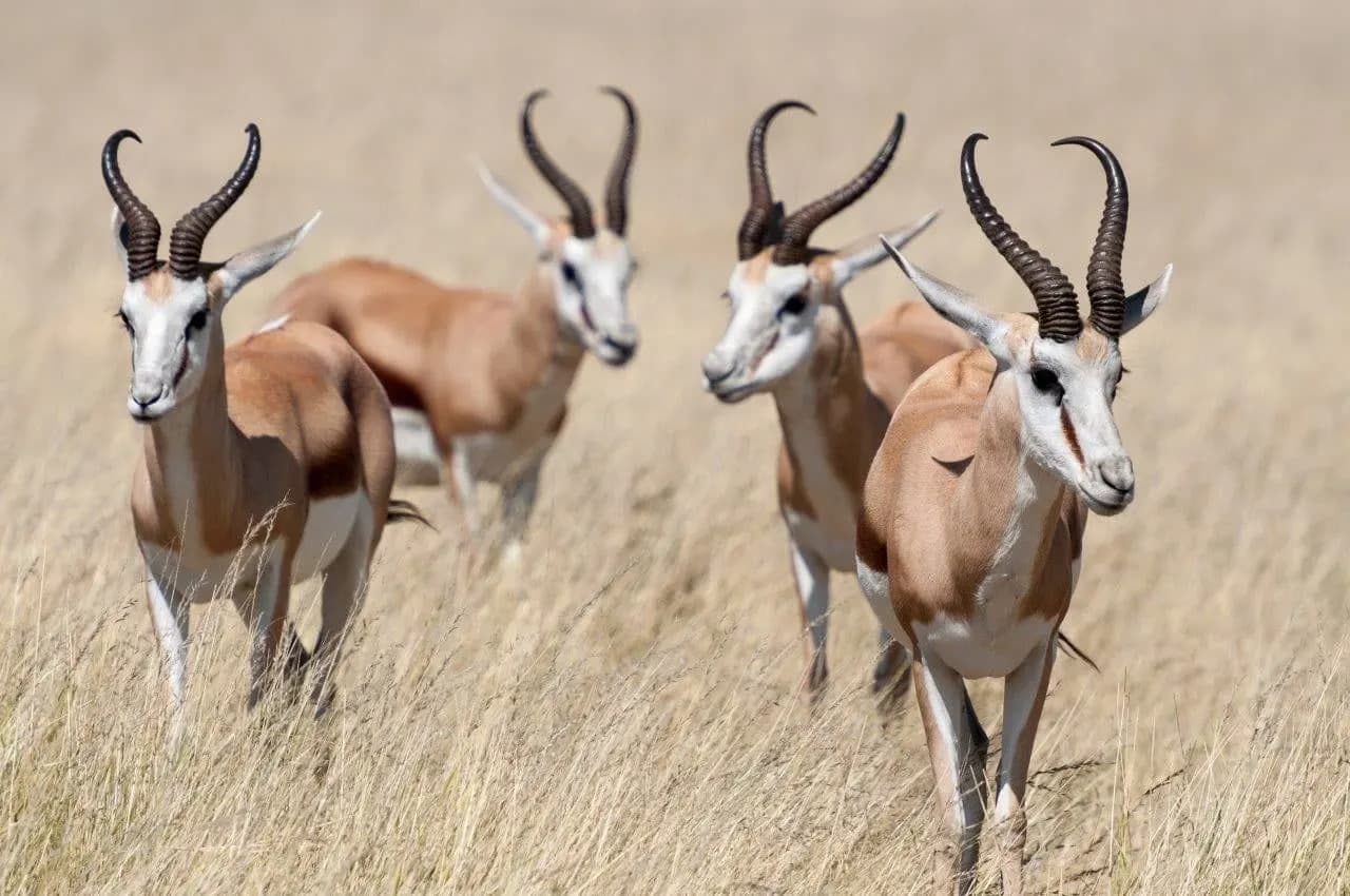 A group of springbok standing in dry savannah grass