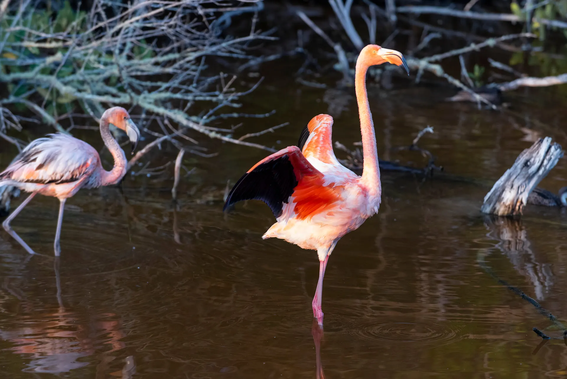 Pink flamingos wading in a shallow lagoon