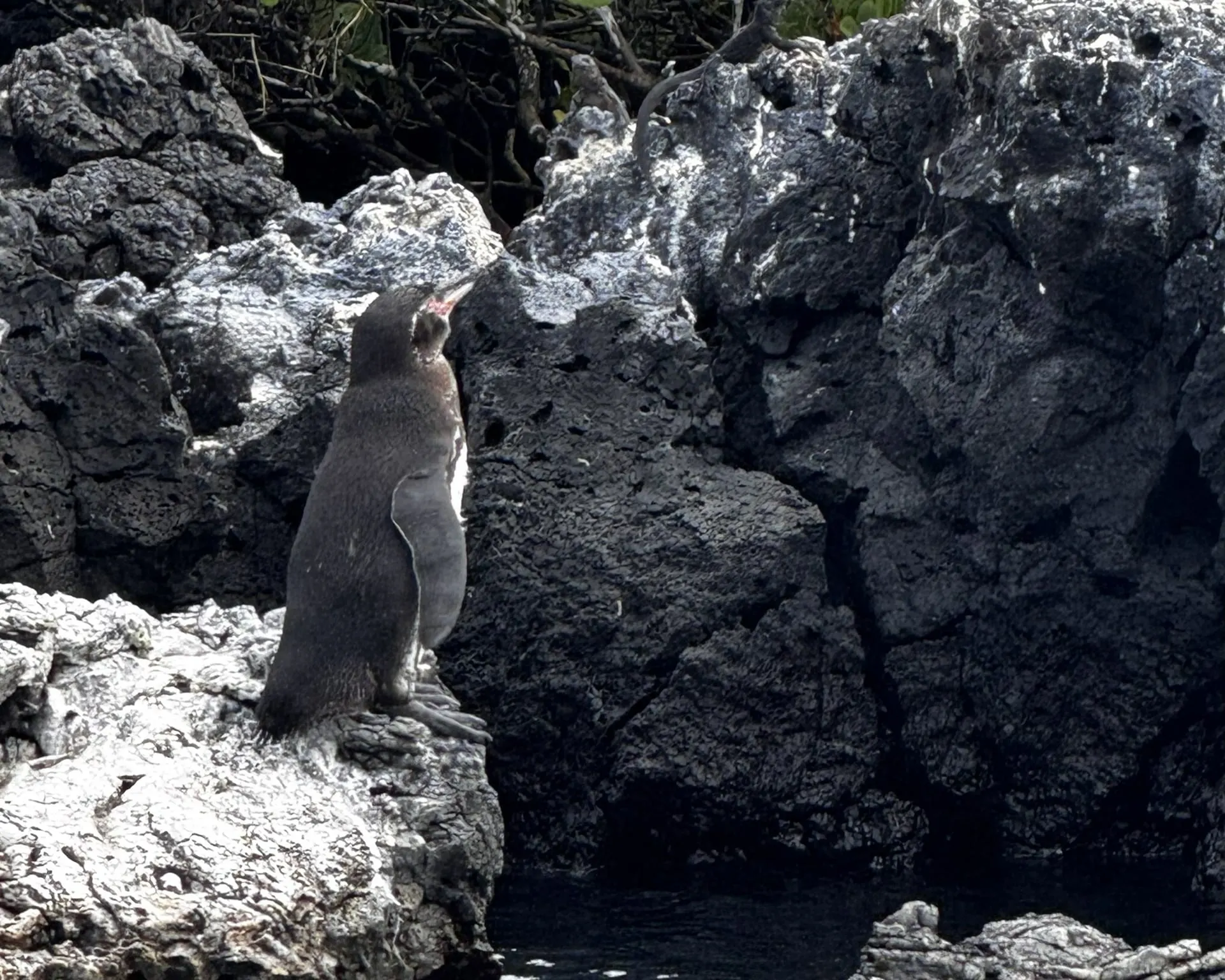 A Galápagos penguin standing on a lava rock