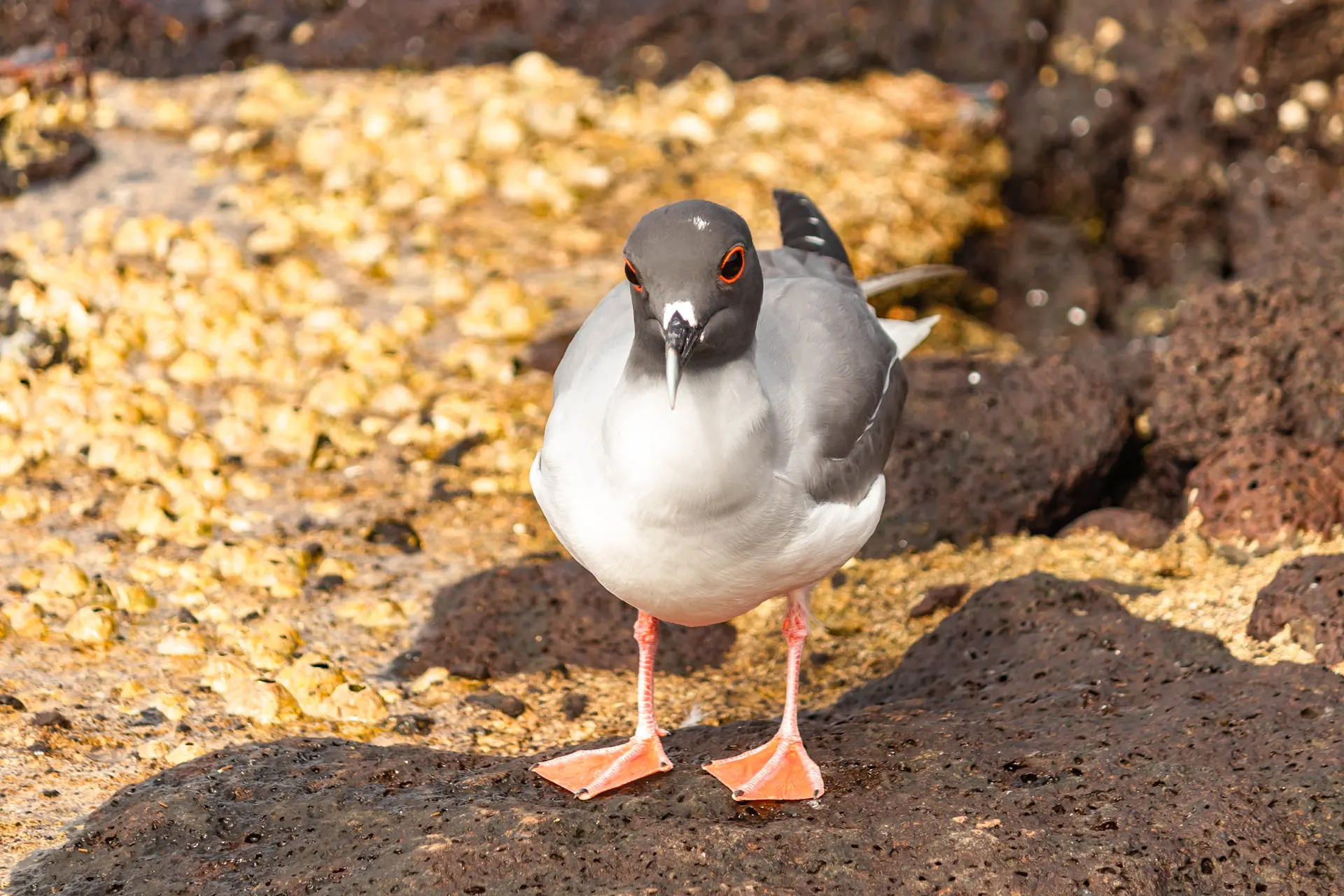 A swallow-tailed gull standing on dark volcanic rock