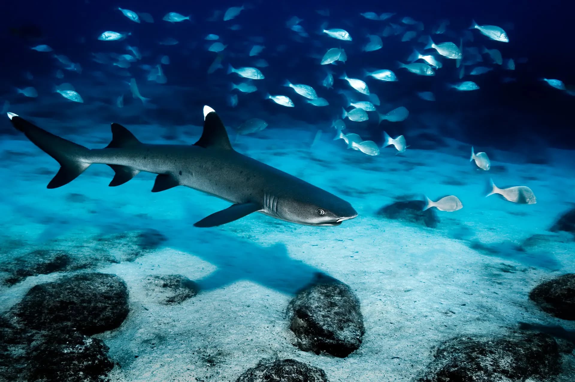 A white-tip reef shark swimming beneath a school of fish