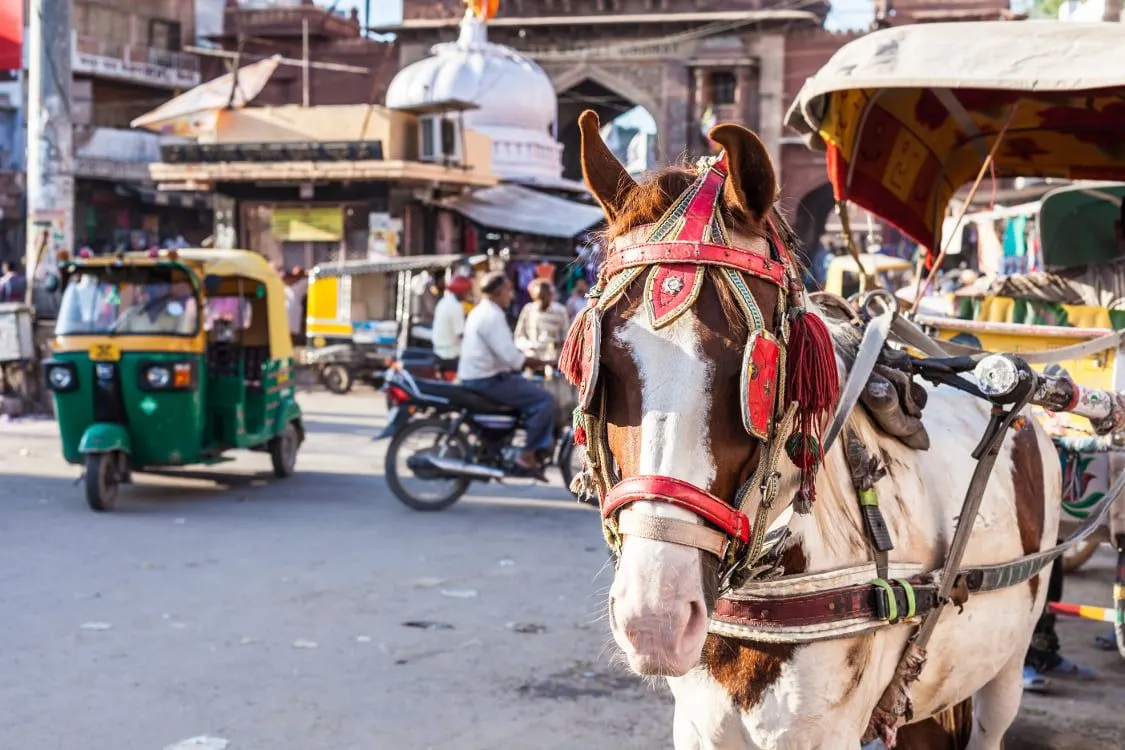 A decorated carriage horse beside auto rickshaws on a busy Indian street