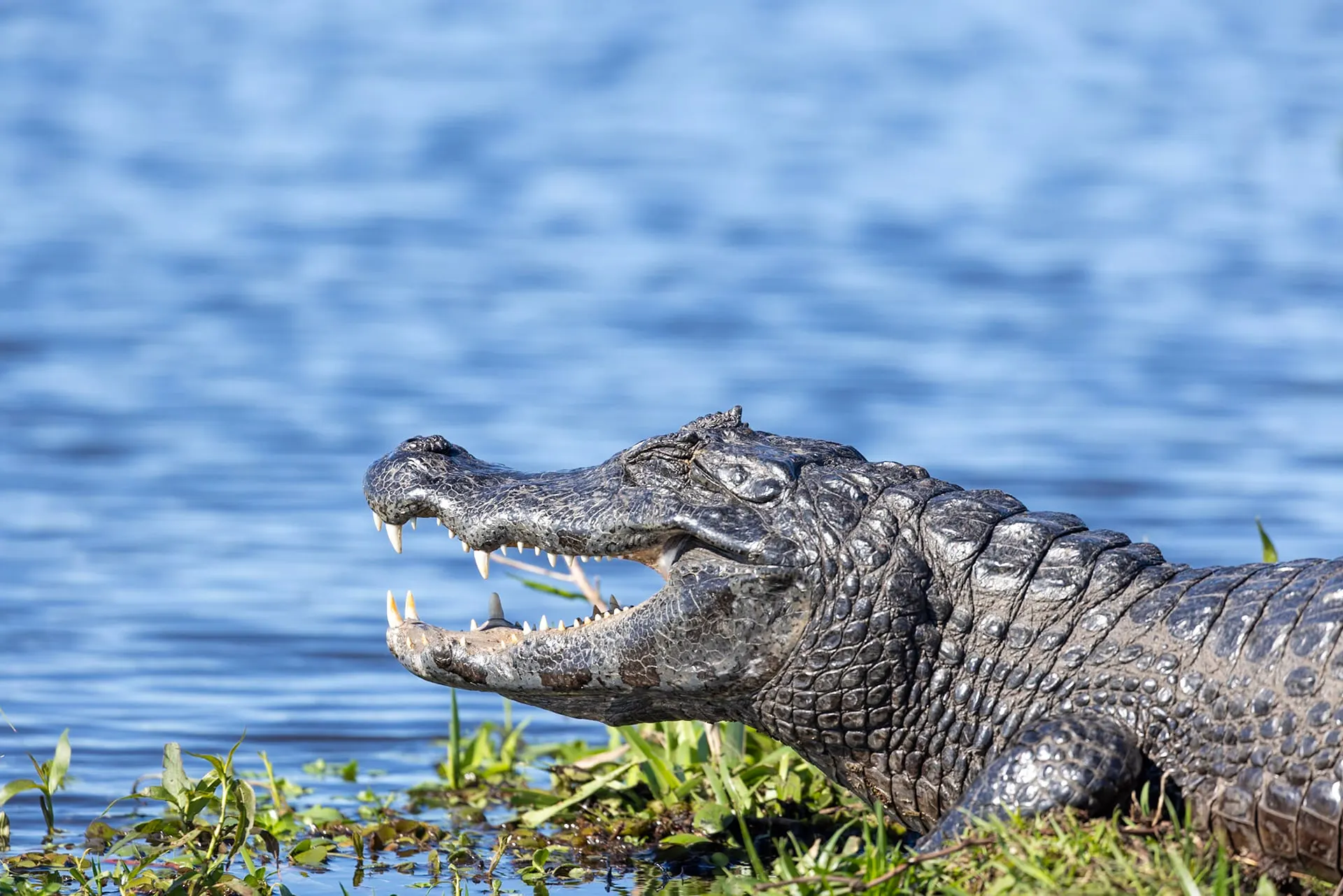 A caiman with its jaws open at the edge of a blue lagoon